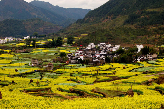 田园胜景 摄影 白果树5650