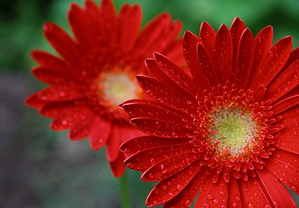 一花一世界 摄影 雨后_斜阳