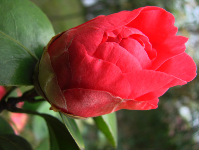 茶花 摄影 平安