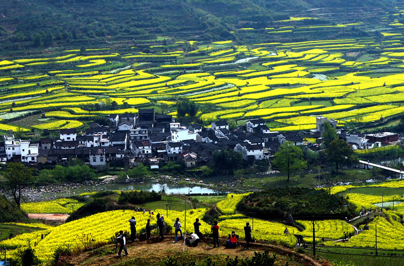 菜花台---江岭 摄影 美旅