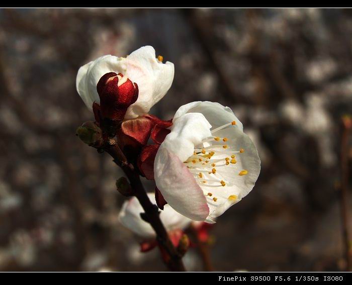 杏花 摄影 玉为神