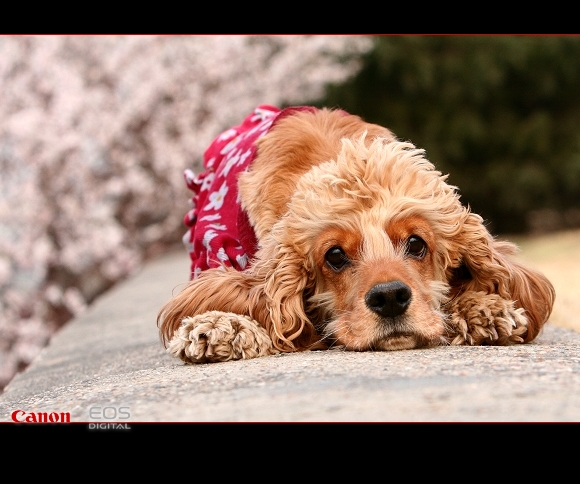 可卡犬——“笨笨” 摄影 潜水鱼