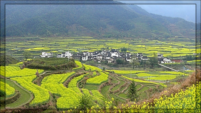 油菜花开 摄影 与世无争