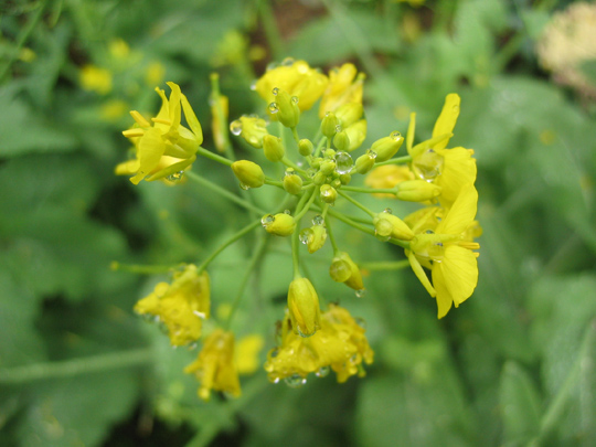 油菜花 摄影 chenjishou