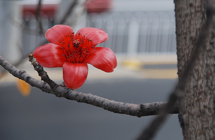 木棉花开 摄影 苏眉