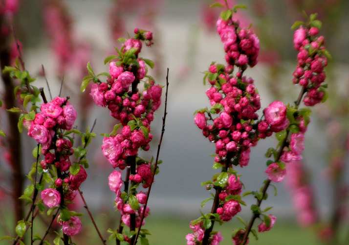 桃花 摄影 万年花