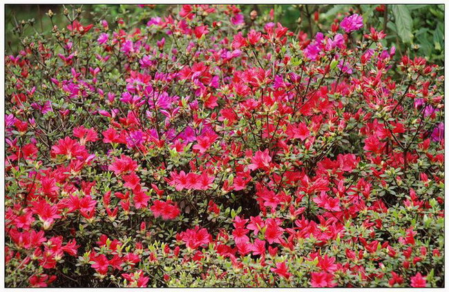 余姚市市花——杜鹃花 摄影 亥老二