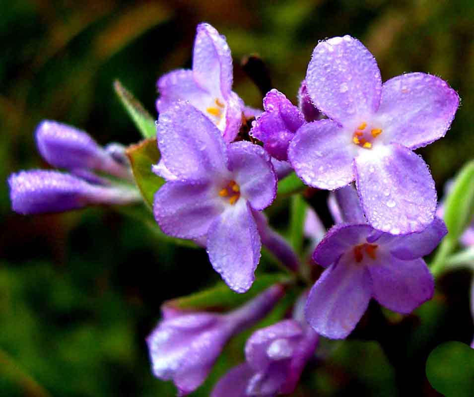 山花 摄影 山谷之春