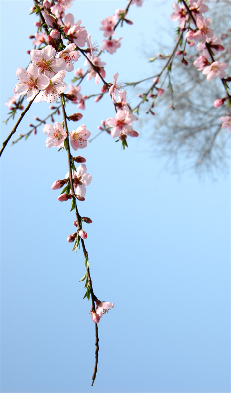 又见桃花面 摄影 墨野