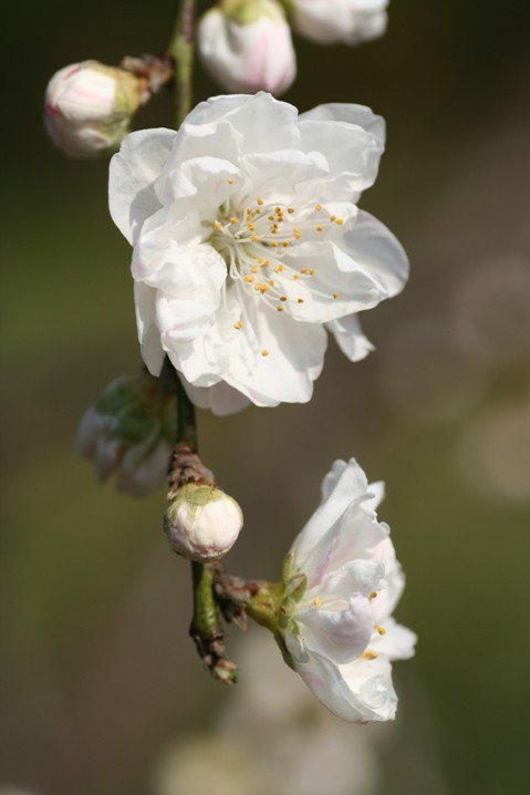 桃花 摄影 无名小花