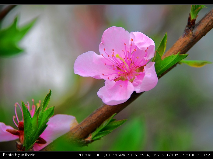 三月桃花 摄影 山头舟