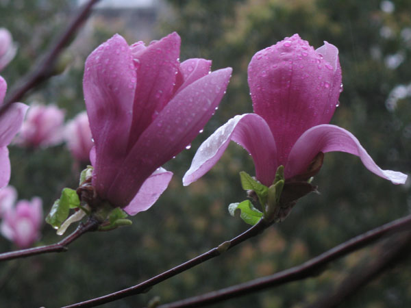 春雨 摄影 laoren