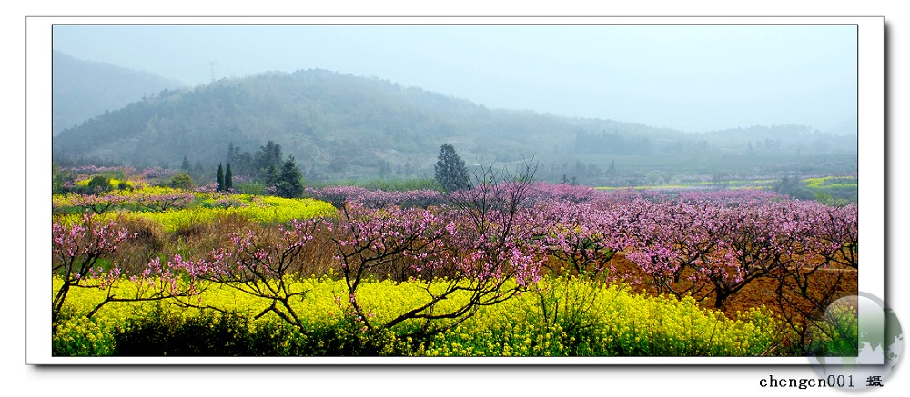 桃花盛开地方2 摄影 chengcn001