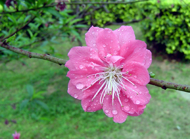 雨露滋润桃花秀 摄影 自由鸟007