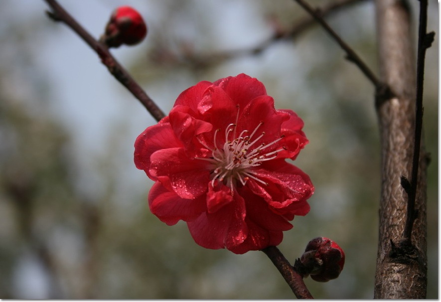 幸福的像花儿一样（四） 摄影 冰清百灵