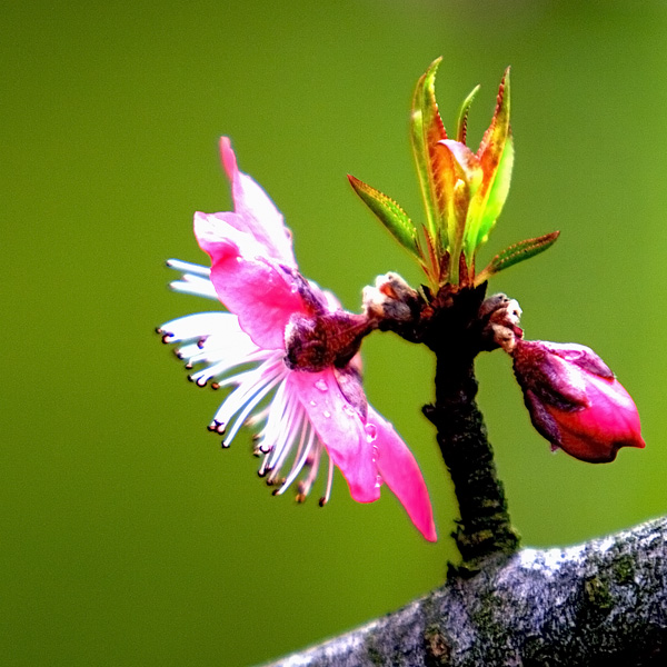 三月桃花 摄影 caoxiaoqing