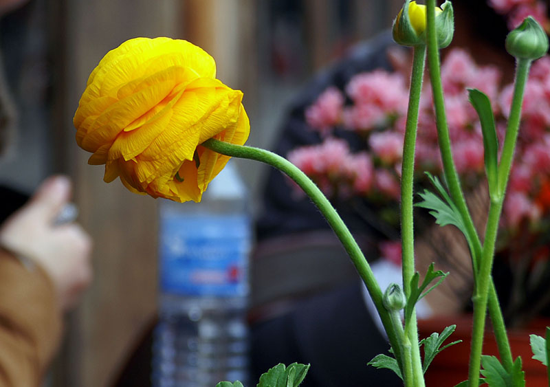 是菊花还是玫瑰? 摄影 雅骏