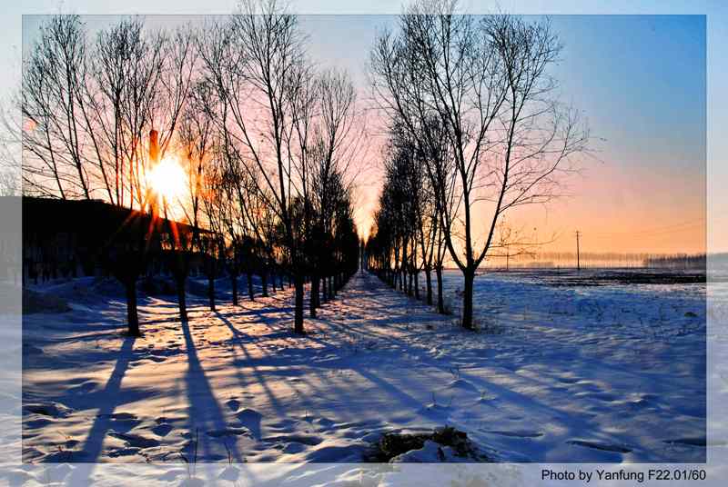 雪色夕阳 摄影 拉爬犁的狗