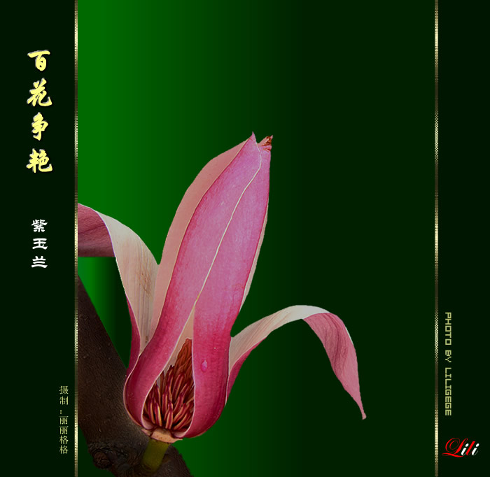 百花争艳 摄影 丽丽格格