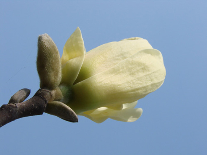 玉兰花 摄影 平安