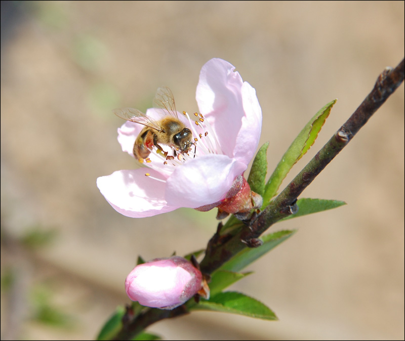 又见桃花面 摄影 墨野