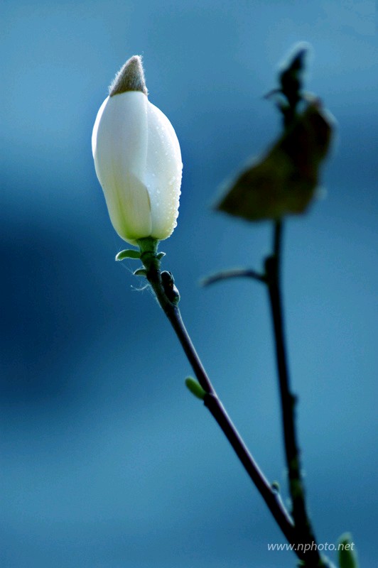 玉兰花儿开 摄影 zhangghu