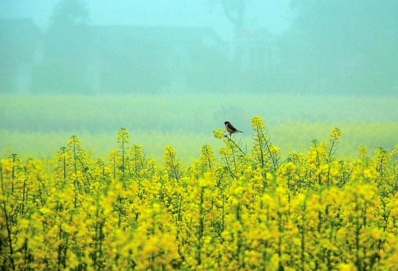 春之声 摄影 hg大树