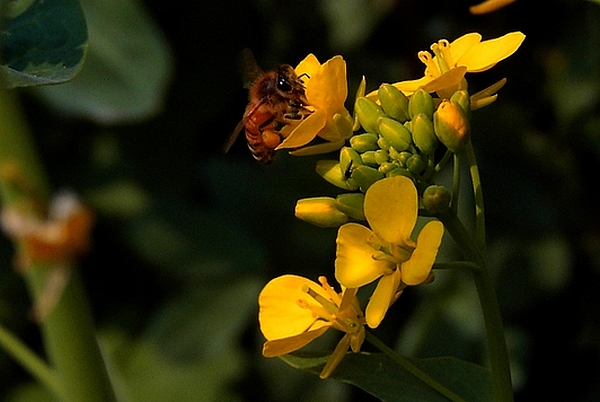 蜜蜂与花 摄影 蚂蚱0429