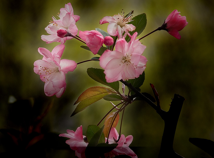 春天里的花 摄影 jiarong