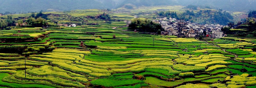 又是油菜花飘香时 摄影 shenjizhang