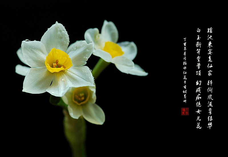 水仙花 摄影 九点差一刻