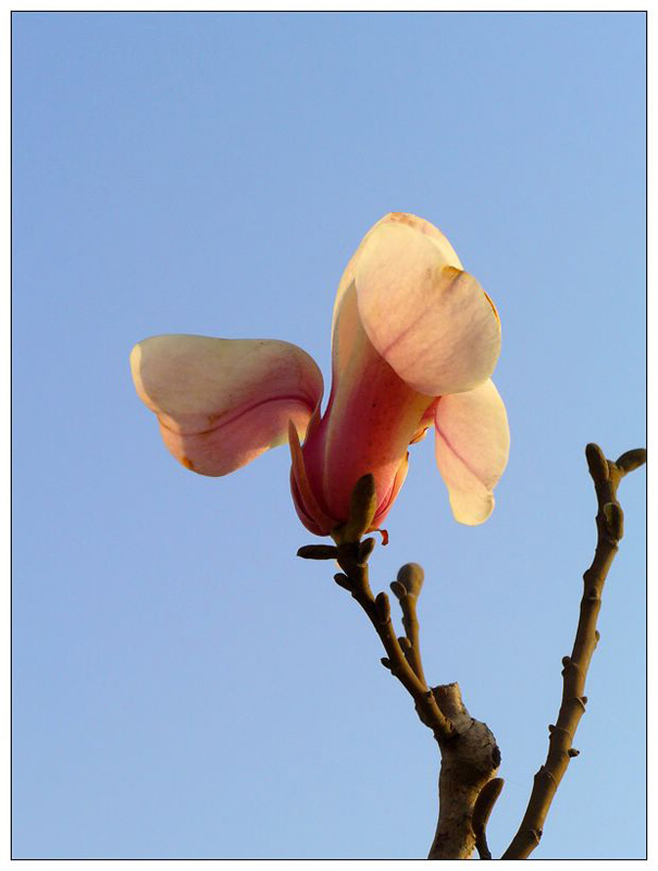 玉兰花 摄影 原_野