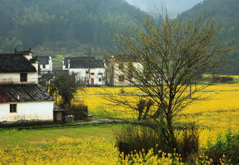 婺源延村春色 摄影 自然本色