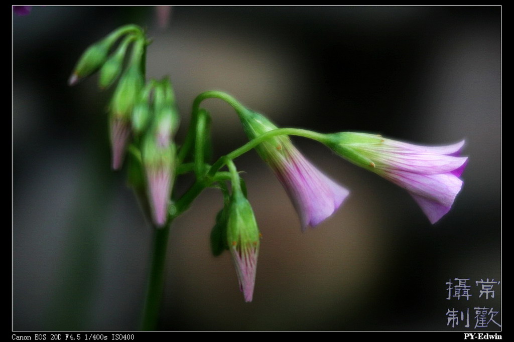 草花 摄影 pyedwin