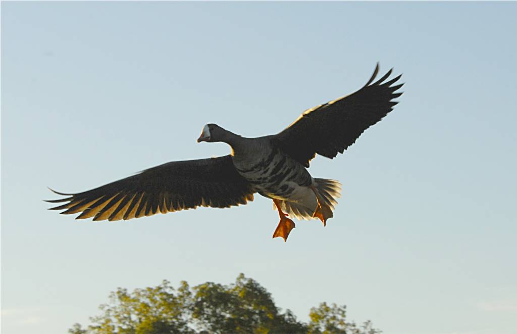 bird-830 摄影 fengsheng