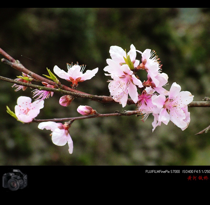 又是桃花开 摄影 黄河大铁桥