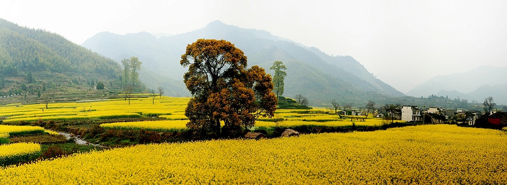 又是油菜花飘香时 摄影 shenjizhang