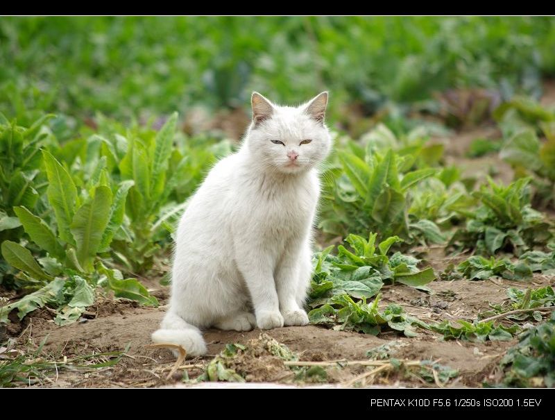 波斯猫 摄影 三十未立