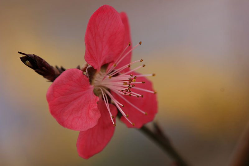 那些花儿 摄影 徐州晓林