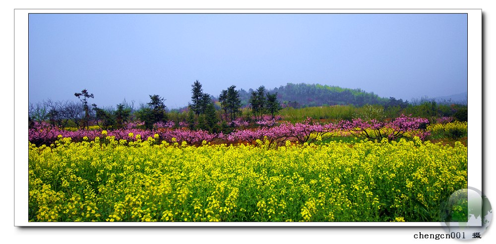 桃花盛开地方3 摄影 chengcn001