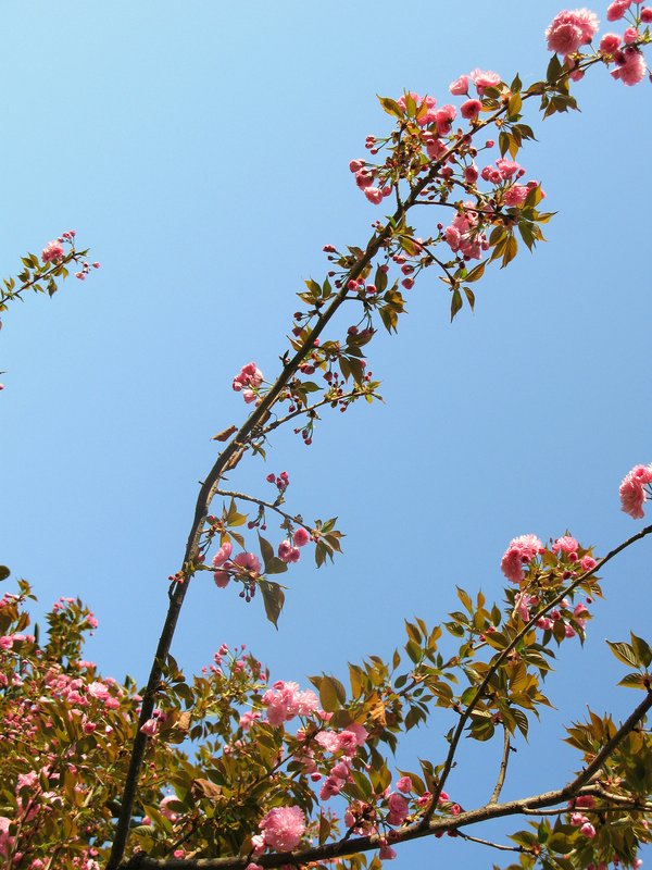 樱花 摄影 乌蒙山人