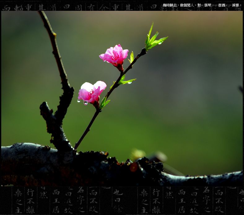 桃红春意浓；二《春露》 摄影 舂江花雨