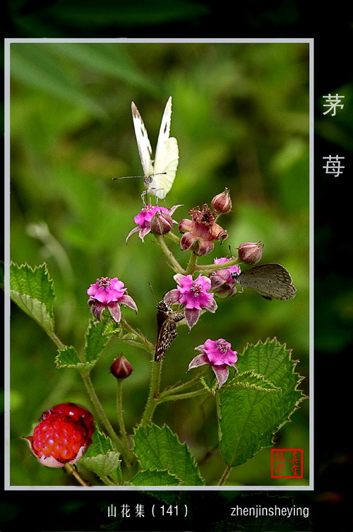 茅莓 摄影 真金