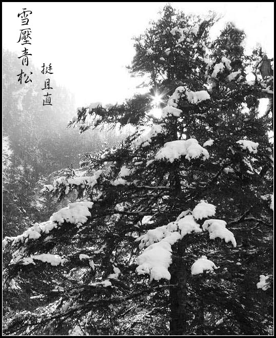 青松傲雪图 摄影 奇迹111