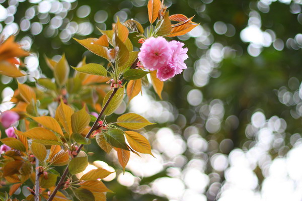 一束小花 摄影 舒潭印月