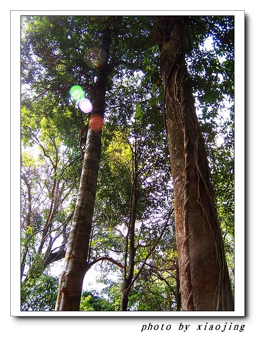 版纳大黑山原始森林风光 摄影 青青静静