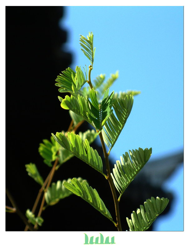 green 摄影 大脸猫