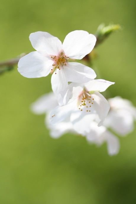 樱花 摄影 无名小花