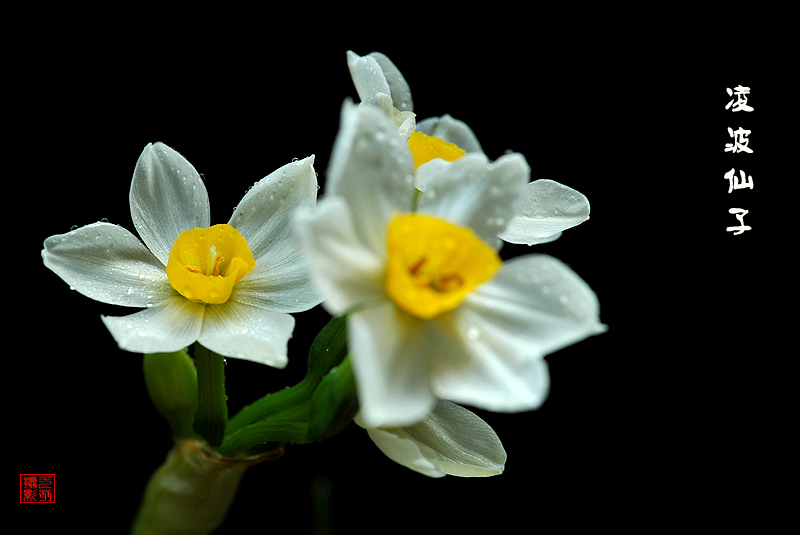 水仙花 摄影 九点差一刻