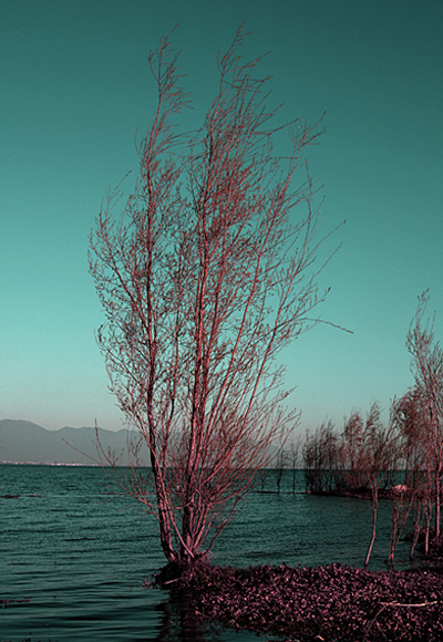 有树的风景 摄影 图图视界